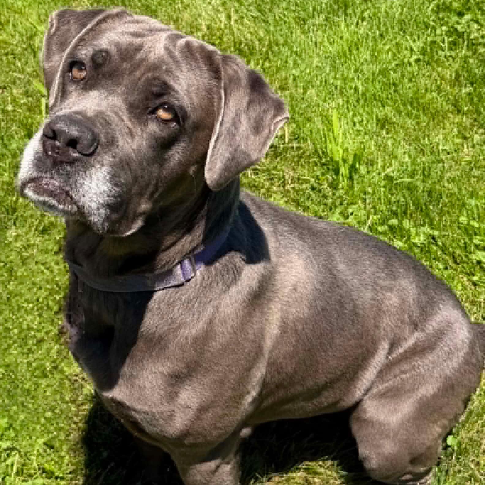 Enlarge Maggie, a Adopted mixed breed in Spencer, IN image 3/4