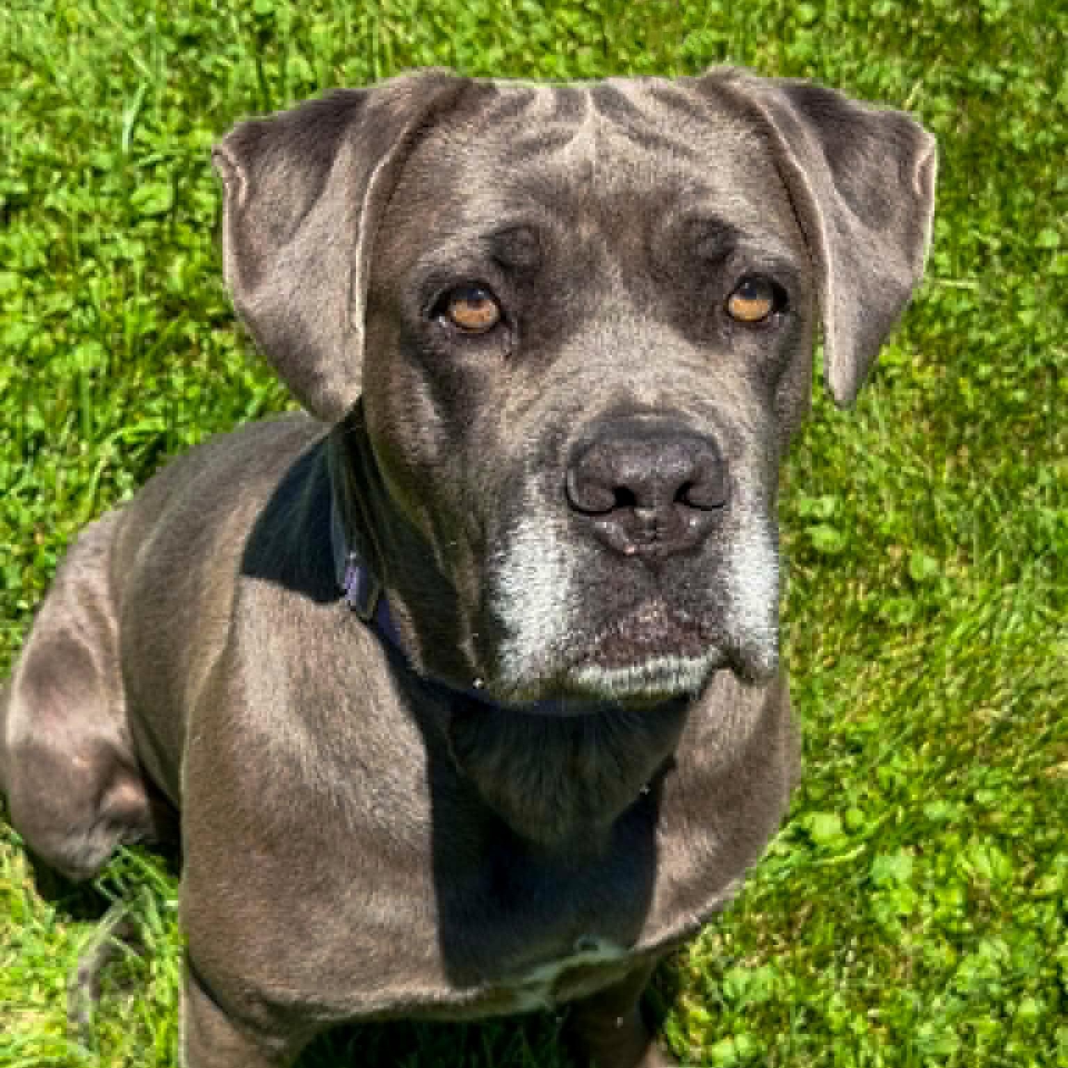 Enlarge Maggie, a Adopted mixed breed in Spencer, IN image 4/4
