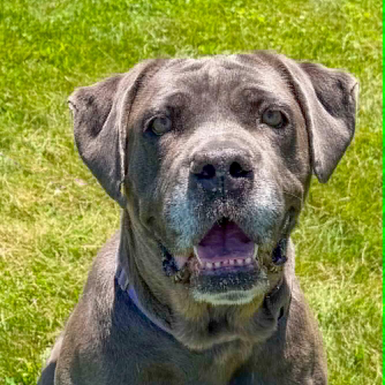 Maggie, Adopted, Young Female Cane Corso.