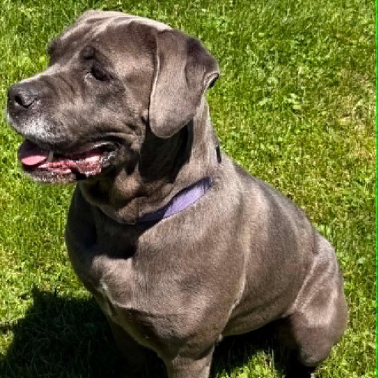 Enlarge Maggie, a Adopted mixed breed in Spencer, IN image 2/4