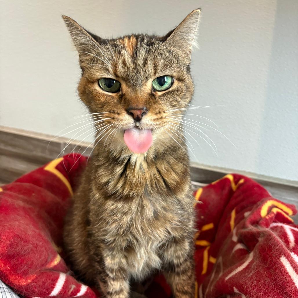 Malibu, Adoptable, Senior Female Domestic Short Hair & Mixed Breed.