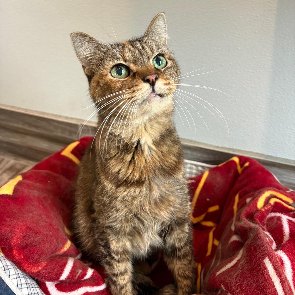 Enlarge Malibu, a Adoptable mixed breed in West Des Moines, IA image 2/3