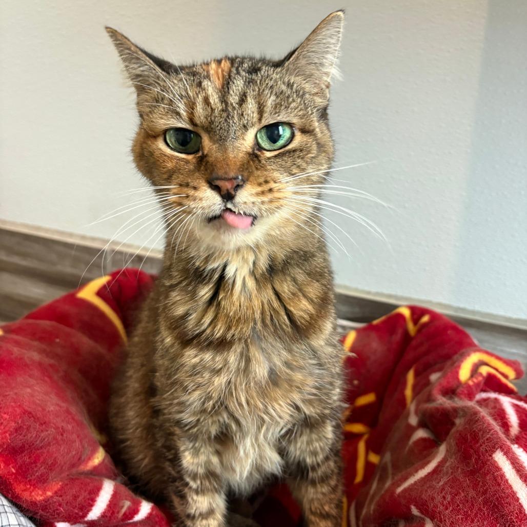 Enlarge Malibu, a Adoptable mixed breed in West Des Moines, IA image 3/3