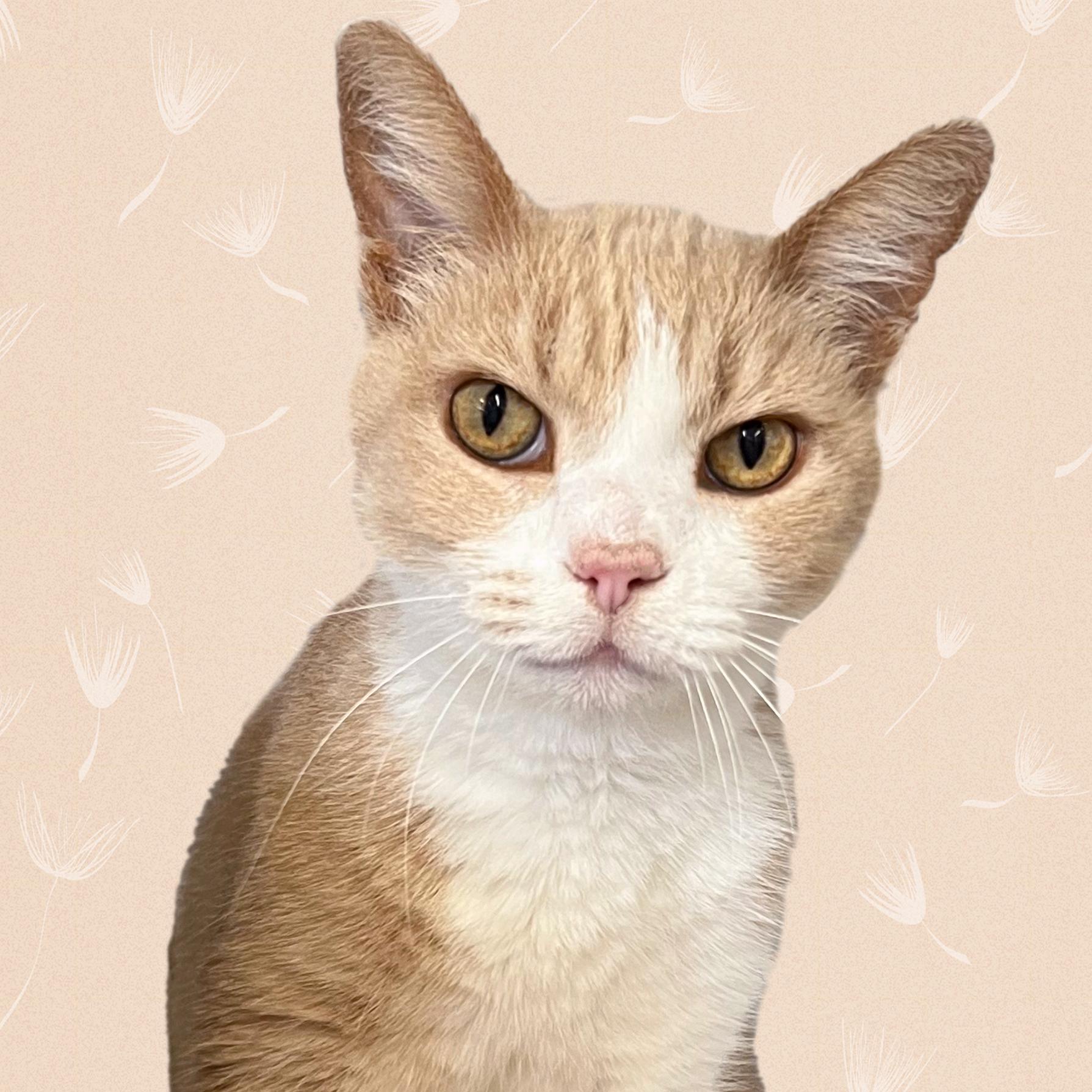 Mrs. Weasley, Adoptable, Adult Female Domestic Short Hair.