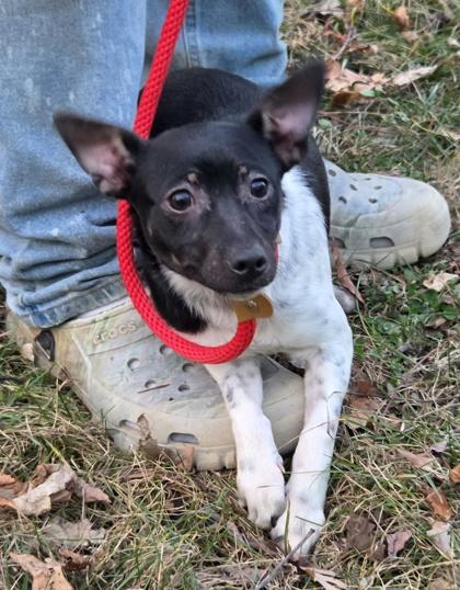 Ophelia, a Adoptable Rat Terrier in Malvern, PA image 1/3