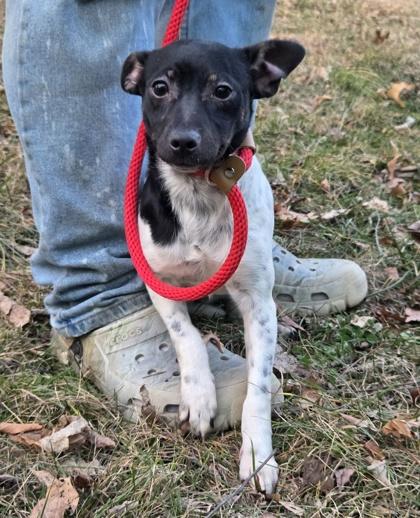 Ophelia, a Adoptable Rat Terrier in Malvern, PA image 2/3