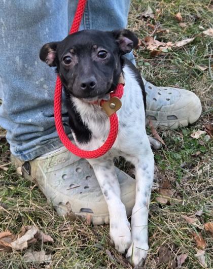 Ophelia, a Adoptable Rat Terrier in Malvern, PA image 3/3