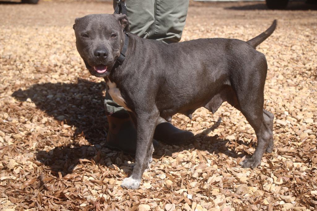 Lenore 26, a Adoptable Staffordshire Bull Terrier in Brookhaven, MS image 1/4