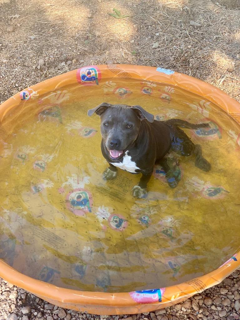 Lenore 26, a Adoptable Staffordshire Bull Terrier in Brookhaven, MS image 2/4