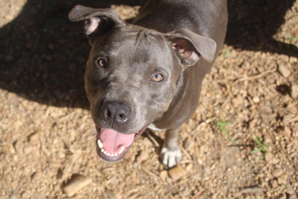 Lenore 26, a Adoptable Staffordshire Bull Terrier in Brookhaven, MS image 3/4