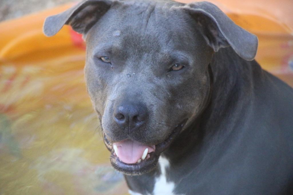 Lenore 26, a Adoptable Staffordshire Bull Terrier in Brookhaven, MS image 4/4