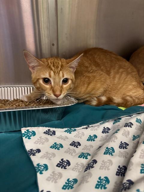 A798728, Adoptable, Young Male Domestic Short Hair.