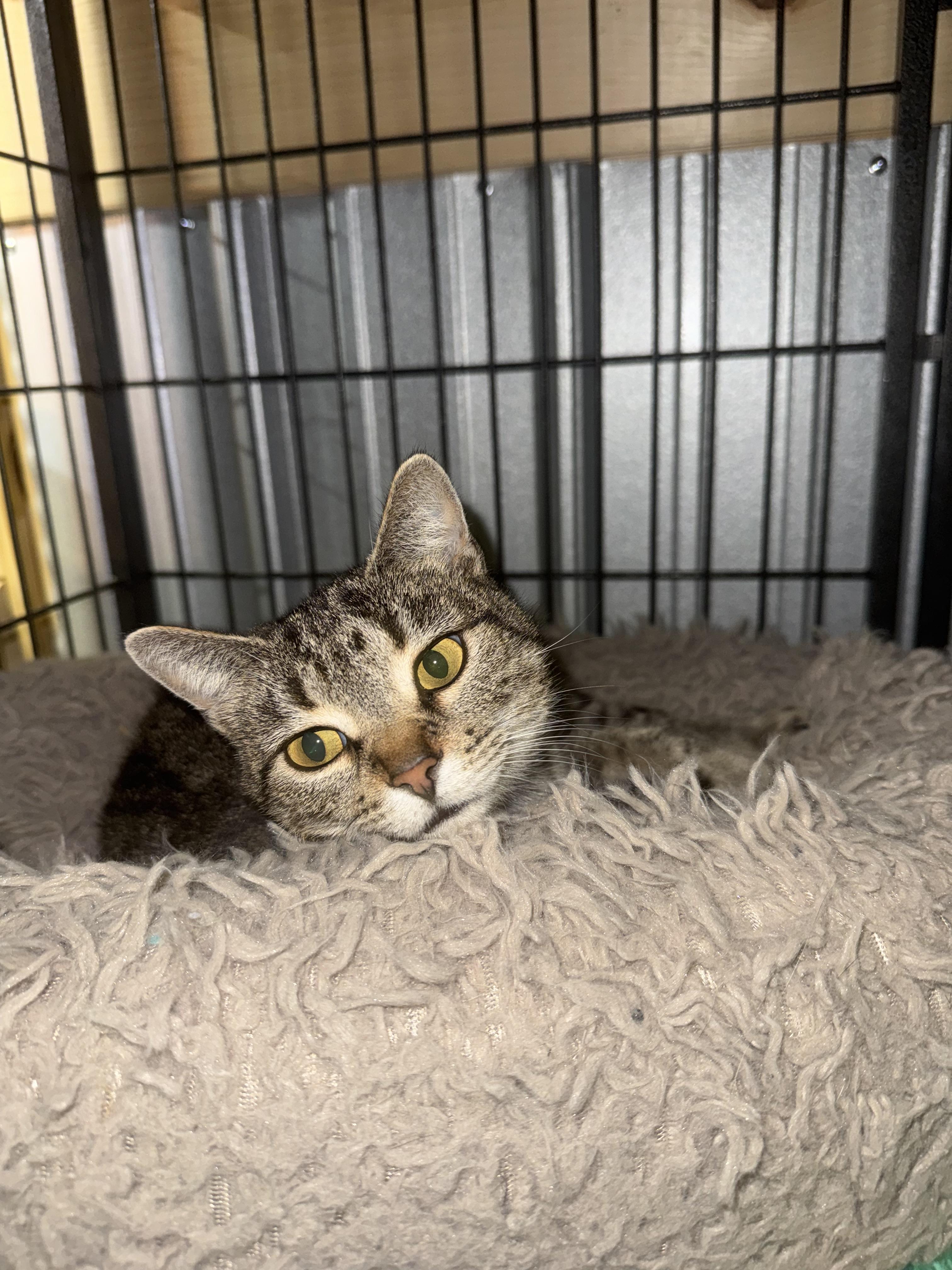 Enlarge Poppy, a Adoptable Domestic Short Hair in Asheville, NC image 2/2