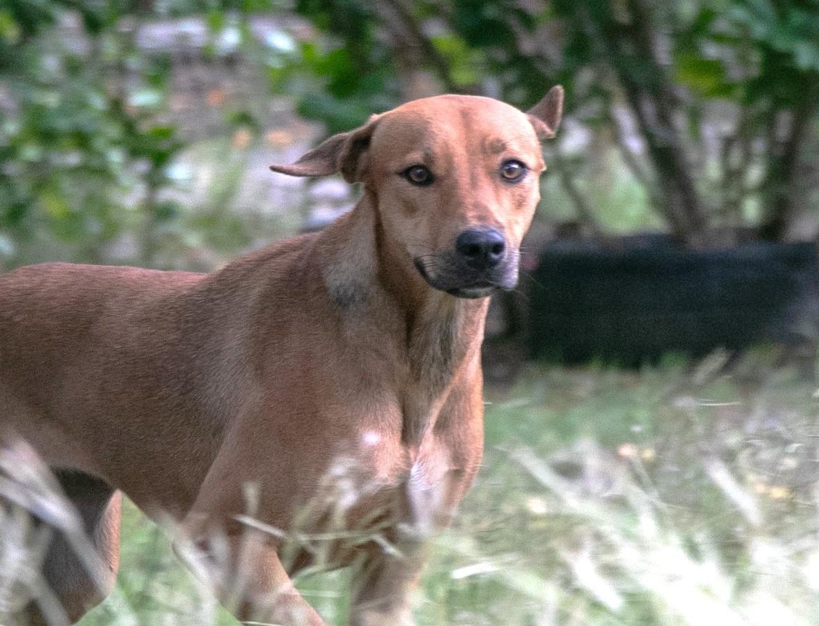 Enlarge Clover (35 lbs), a ADOPTABLE Mixed Breed in Mississauga, ON image 4/6