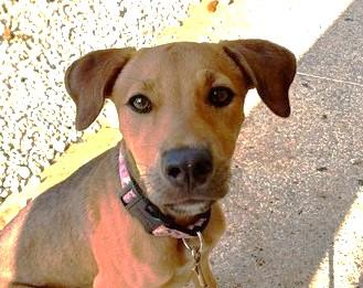 Enlarge Clover (35 lbs), a ADOPTABLE Mixed Breed in Mississauga, ON image 1/6