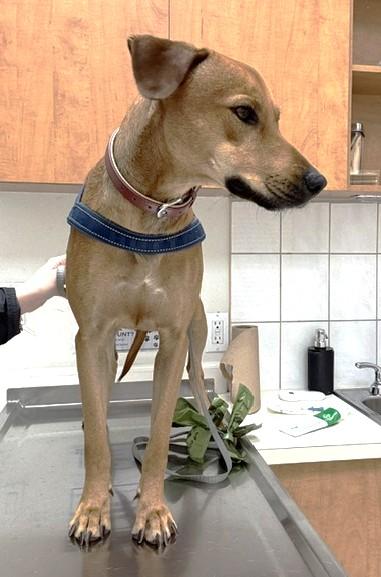 Enlarge Clover (35 lbs), a ADOPTABLE Mixed Breed in Mississauga, ON image 3/6