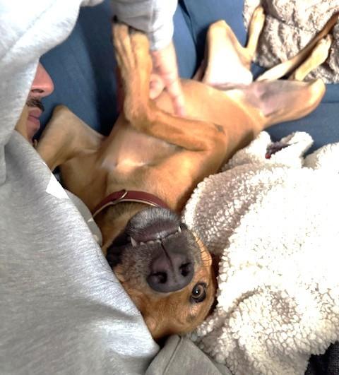 Enlarge Clover (35 lbs), a ADOPTABLE Mixed Breed in Mississauga, ON image 5/6