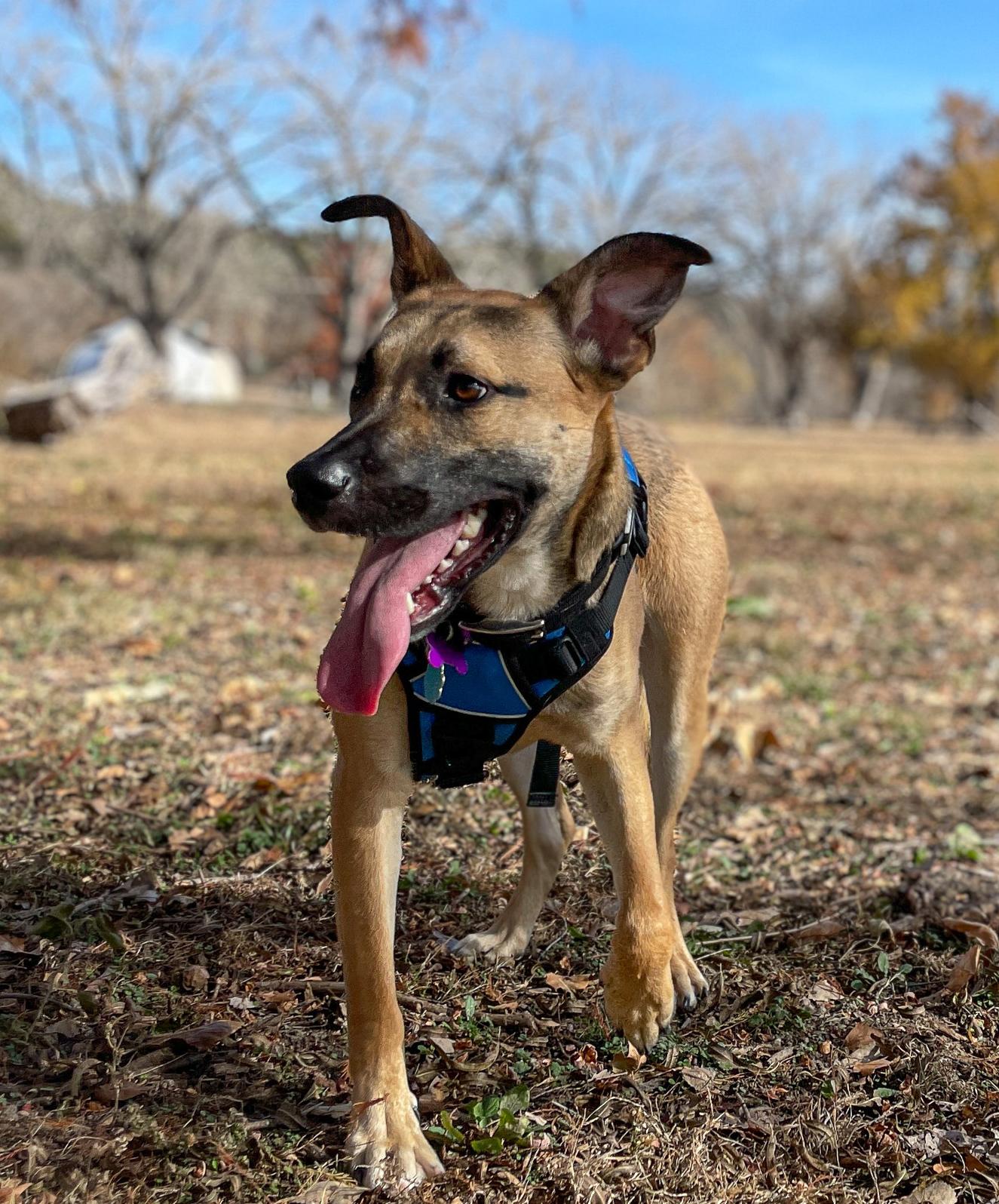 Mark, a Adoptable mixed breed in Manhattan, KS image 1/6