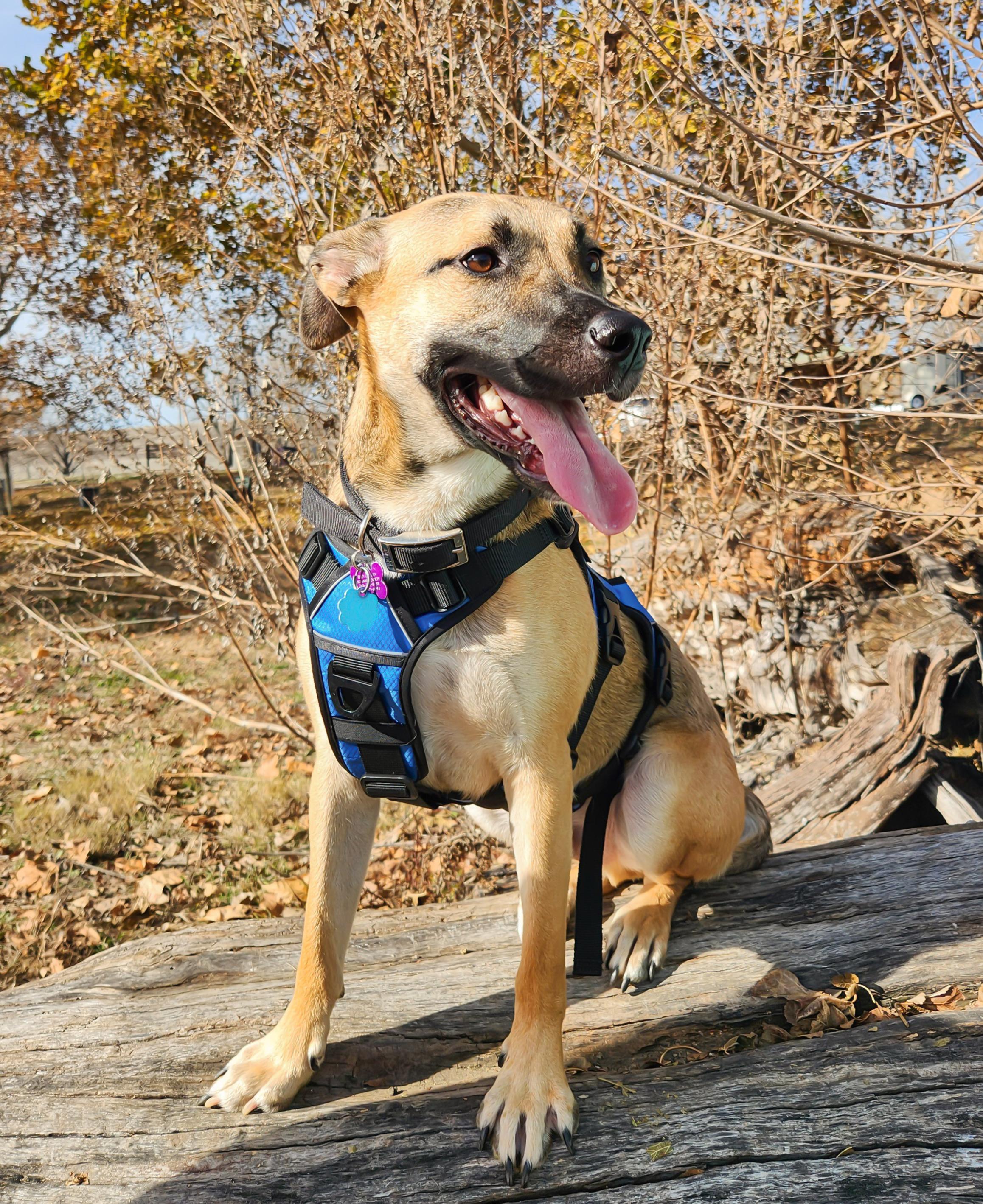 Mark, a Adoptable mixed breed in Manhattan, KS image 2/6