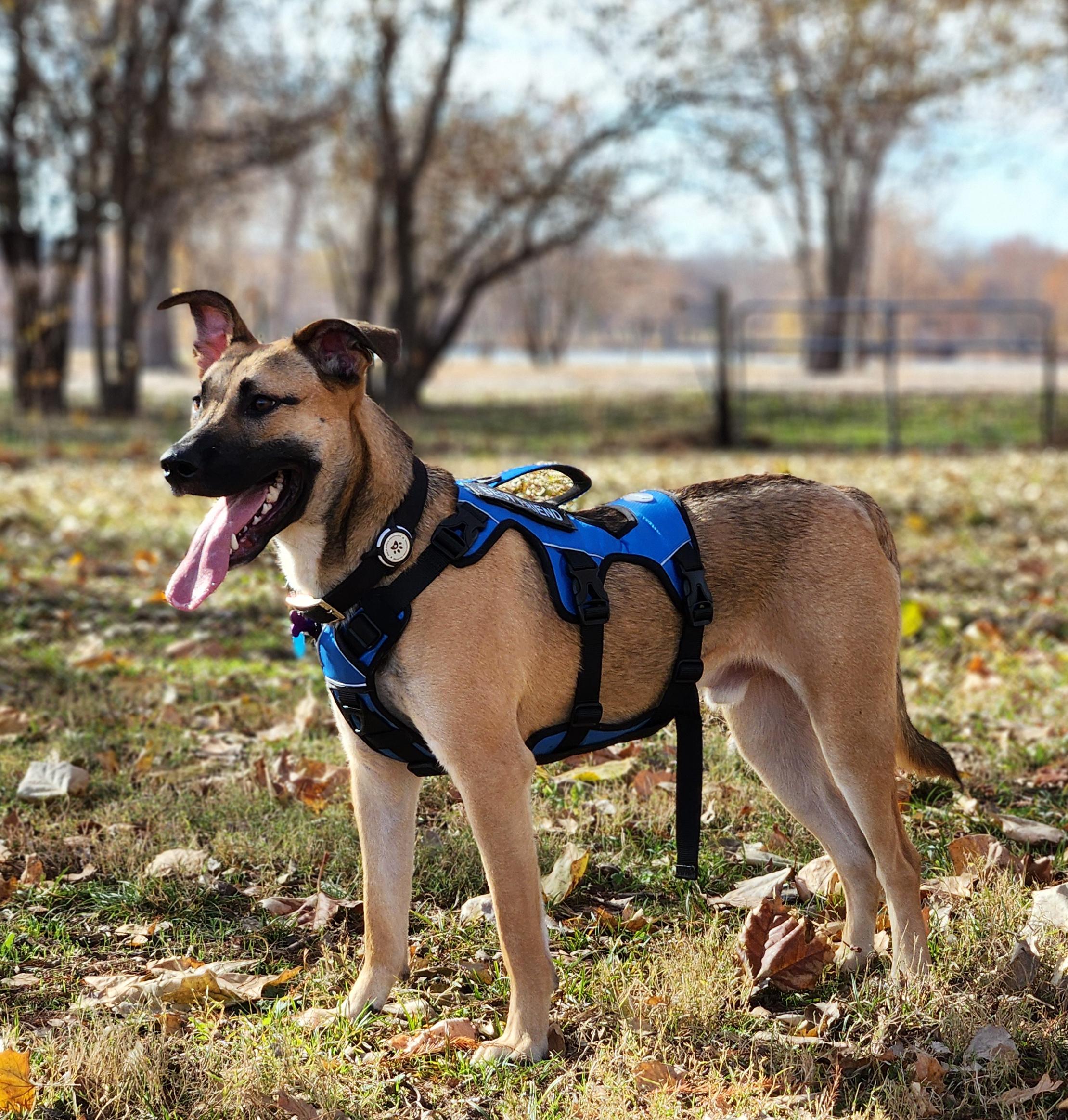 Mark, a Adoptable mixed breed in Manhattan, KS image 3/6