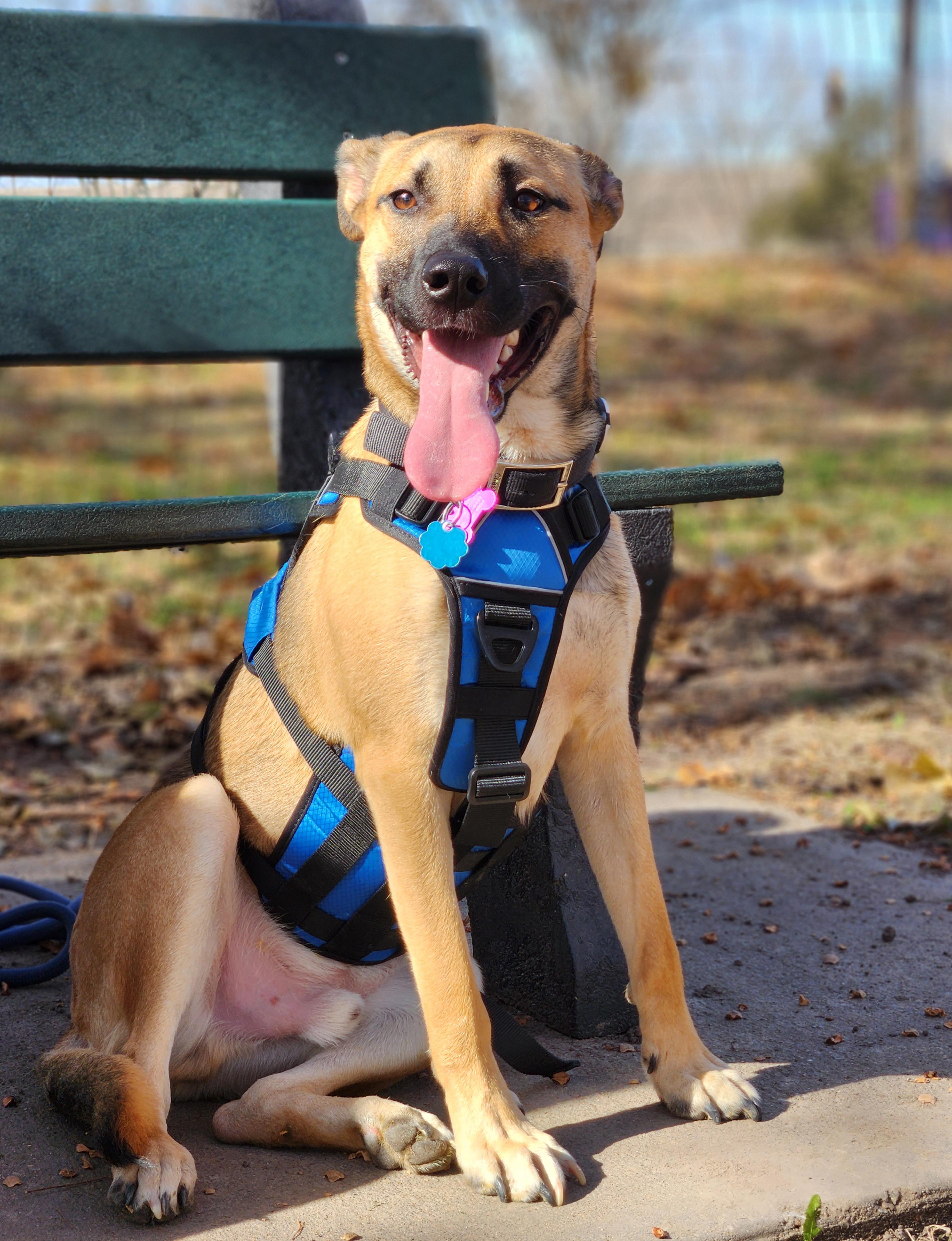 Mark, a Adoptable mixed breed in Manhattan, KS image 4/6