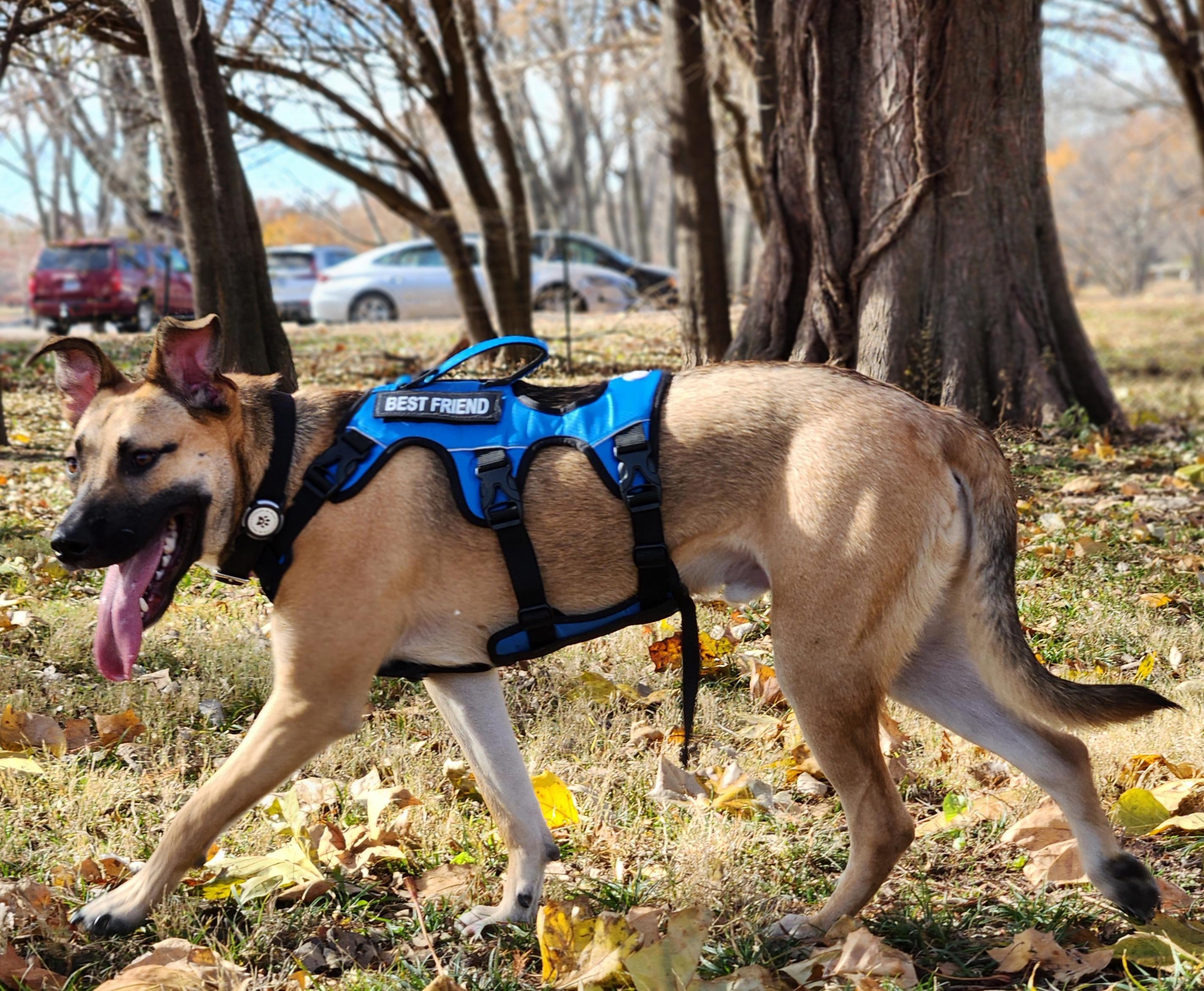 Mark, a Adoptable mixed breed in Manhattan, KS image 5/6