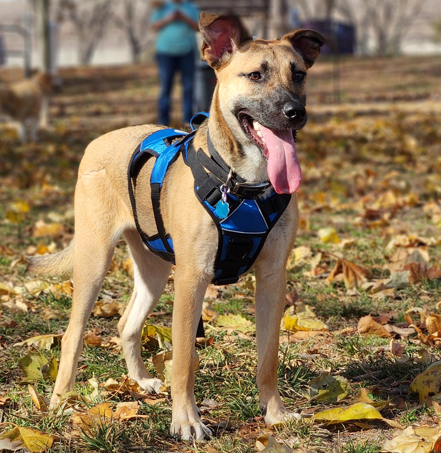 Mark, a Adoptable mixed breed in Manhattan, KS image 6/6