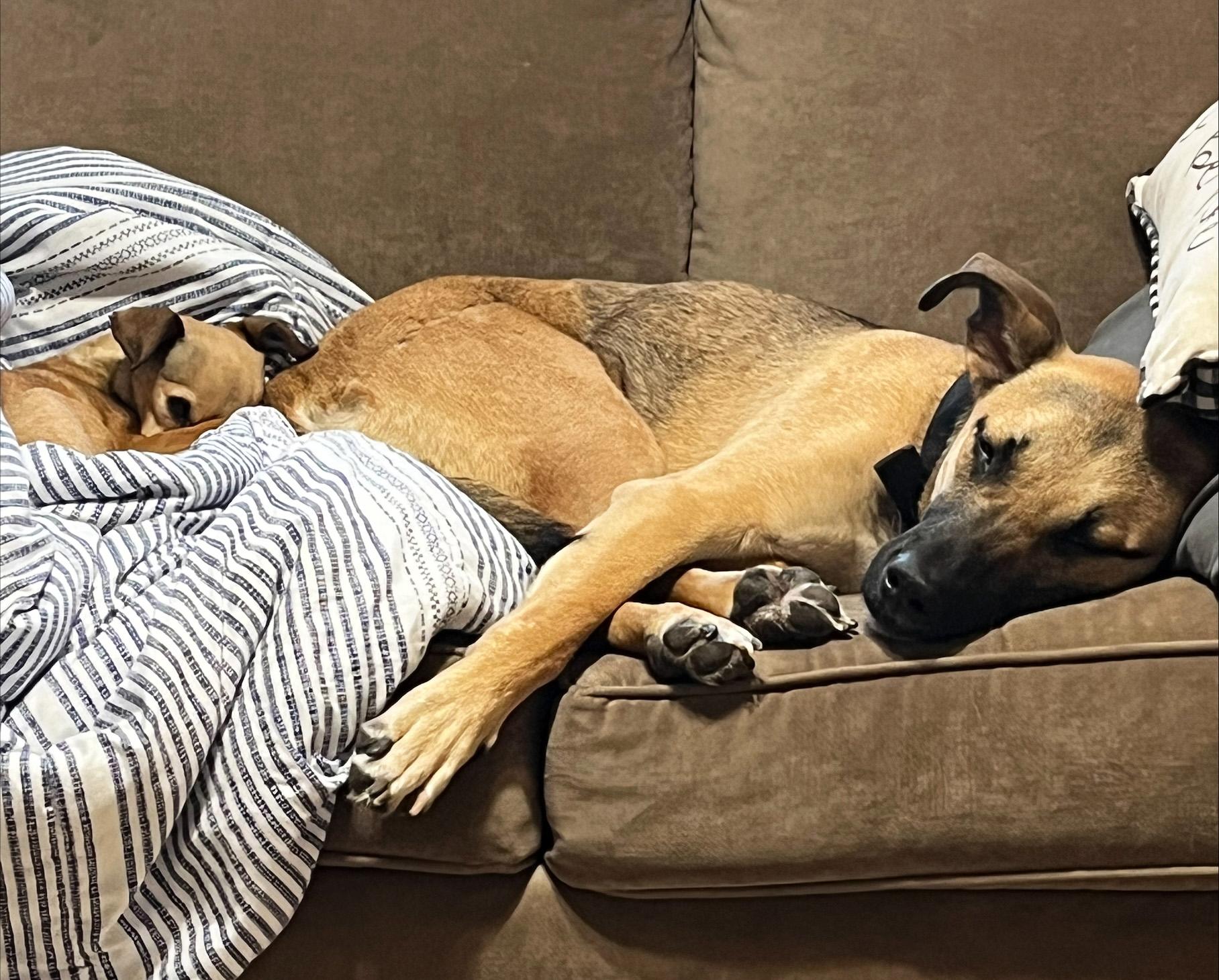 Enlarge Mark, a Adoptable mixed breed in Manhattan, KS image 6/6