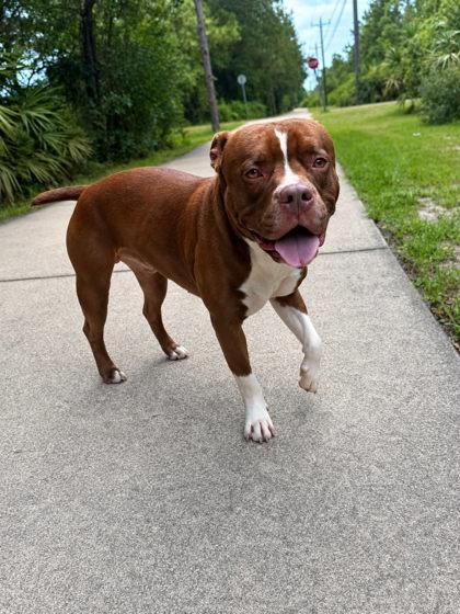 Tank, Adoptable, Adult Male Terrier & Mixed Breed.