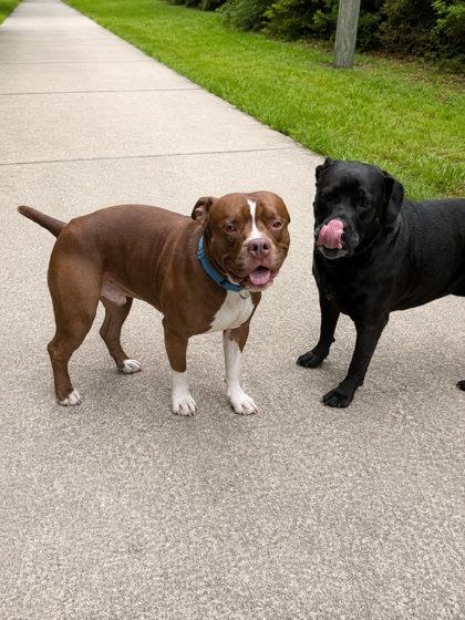 Enlarge Tank, a Adoptable mixed breed in Palm Coast, FL image 2/3