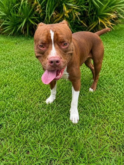 Enlarge Tank, a Adoptable mixed breed in Palm Coast, FL image 3/3