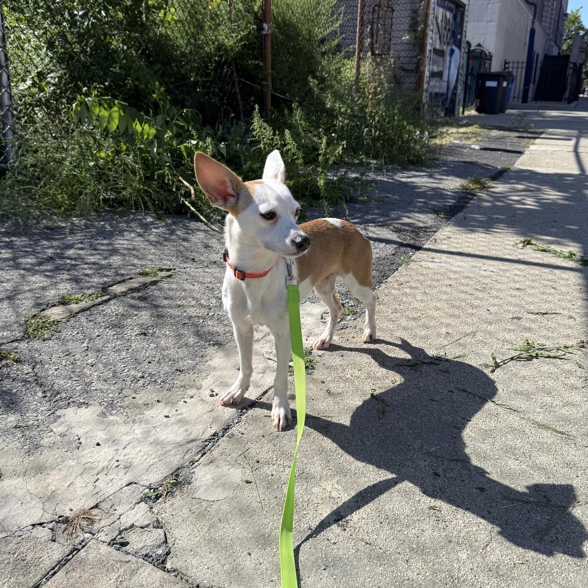 Enlarge Bailey, a Adoptable mixed breed in Brooklyn, NY image 2/6
