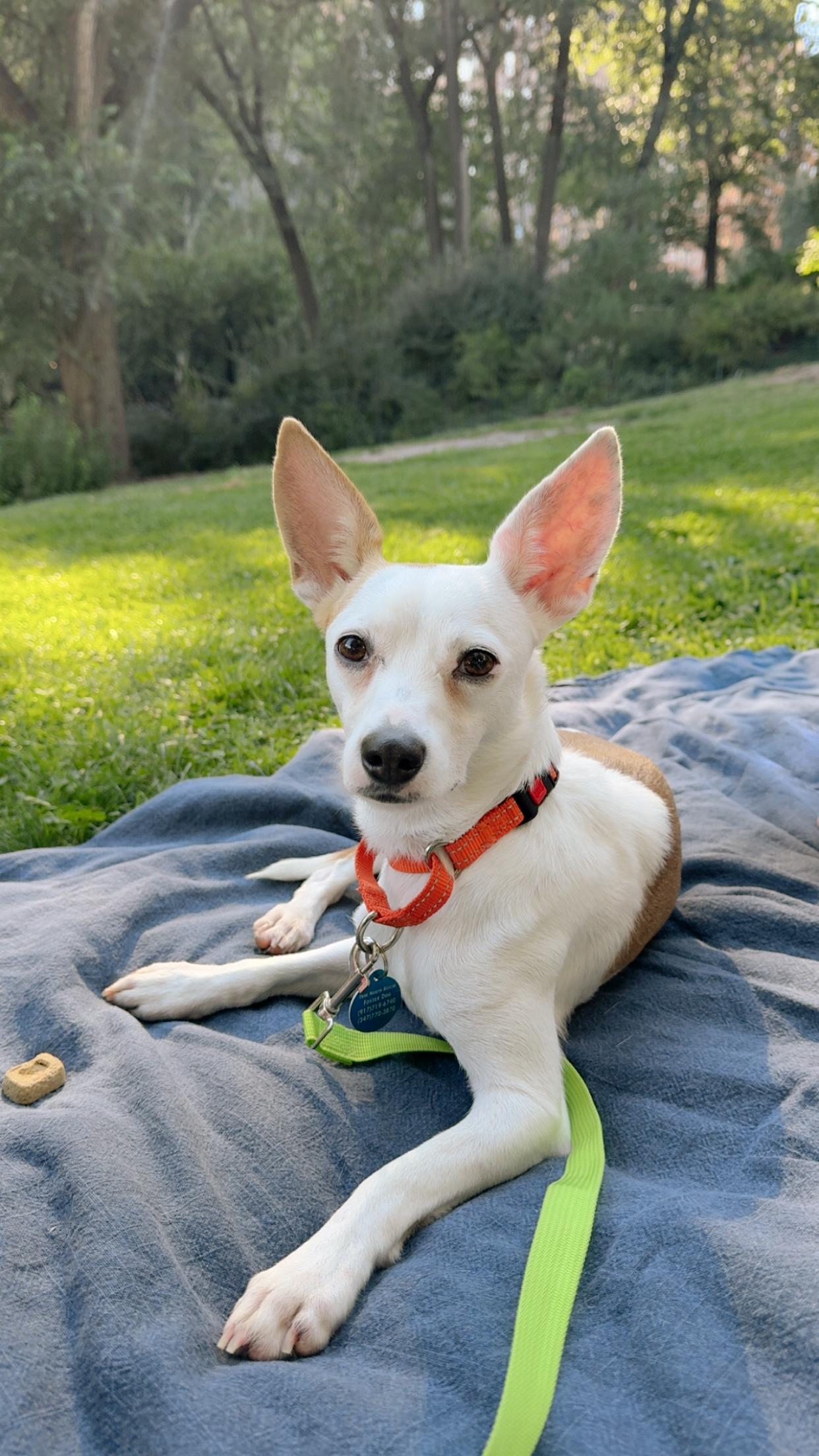 Bailey, Adoptable, Adult Female Chihuahua.