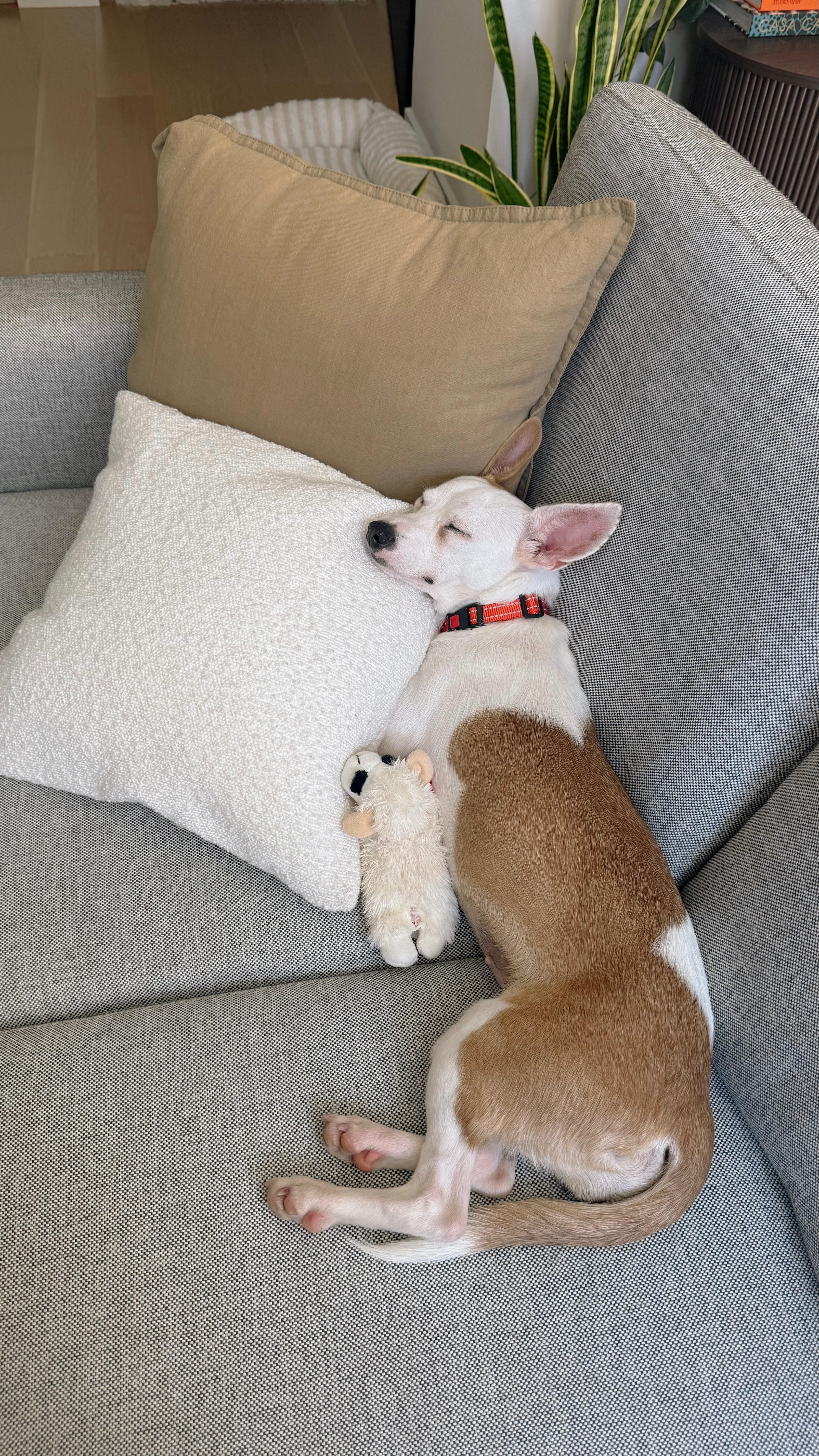 Enlarge Bailey, a Adoptable mixed breed in Brooklyn, NY image 5/6