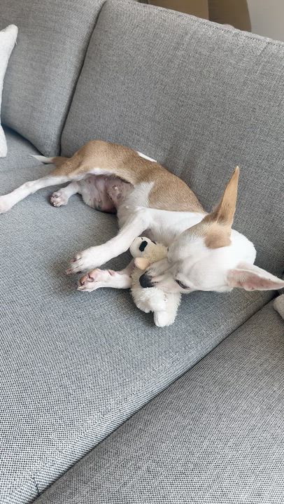 Enlarge Bailey, a Adoptable mixed breed in Brooklyn, NY video 6/6