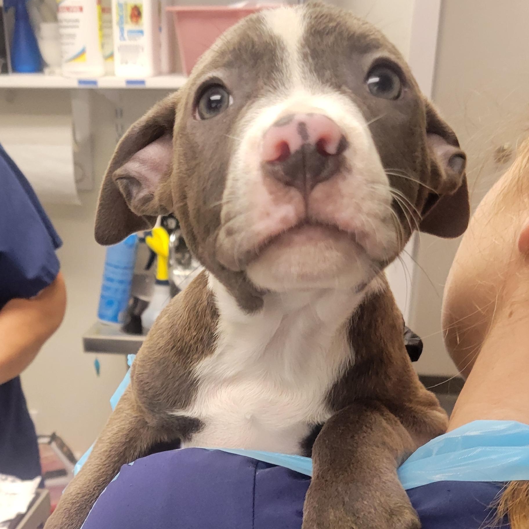 Blitzen, an adopted mixed breed in Allegan, MI image 4/4