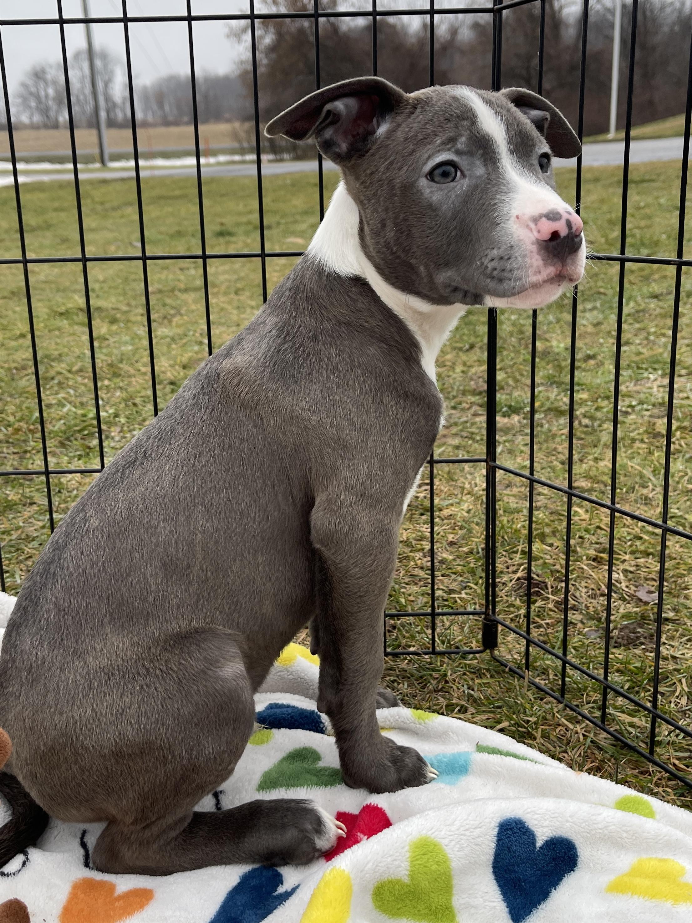 Blitzen, an adopted mixed breed in Allegan, MI image 2/4