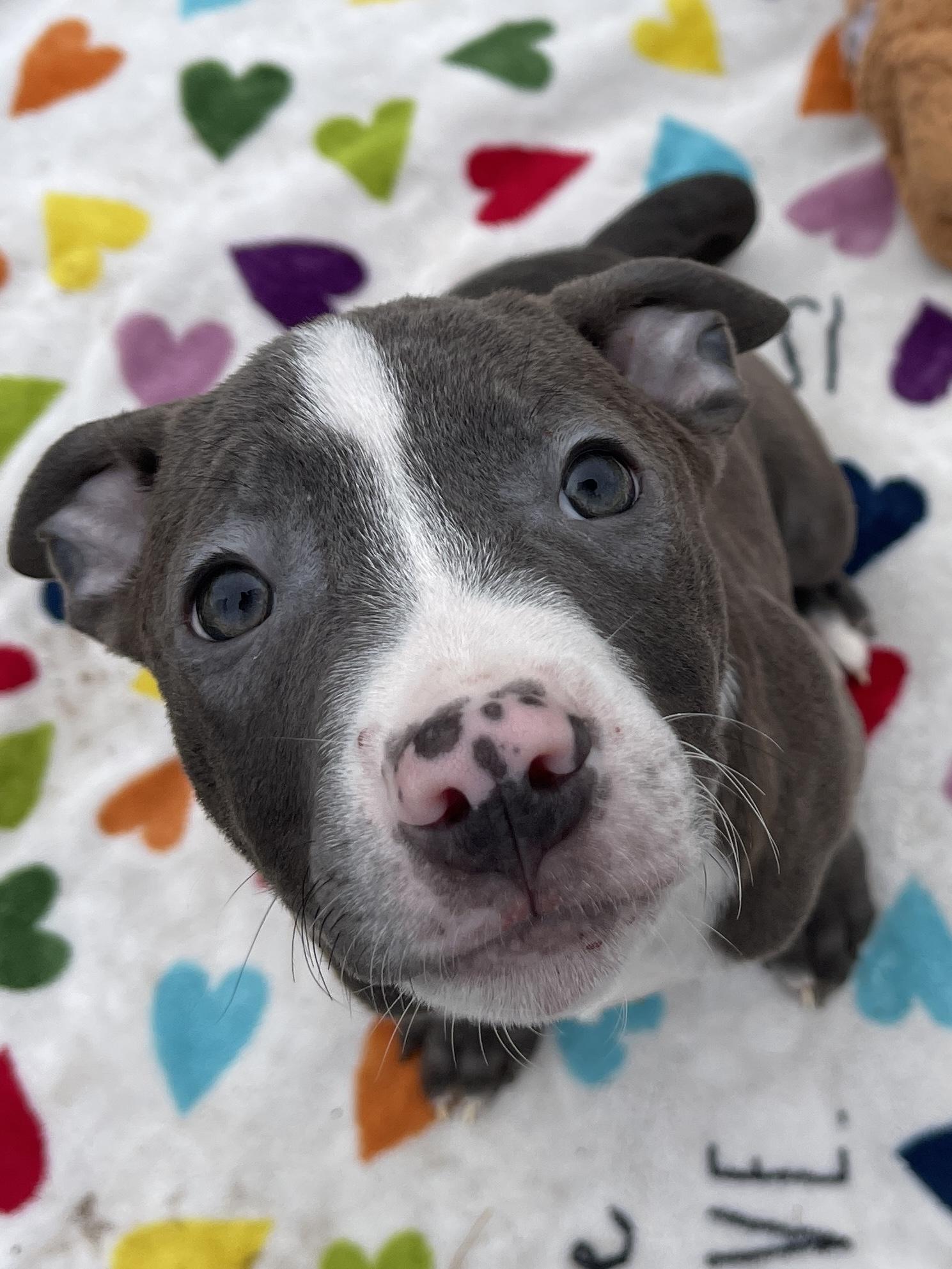 Blitzen, an adopted mixed breed in Allegan, MI image 3/4