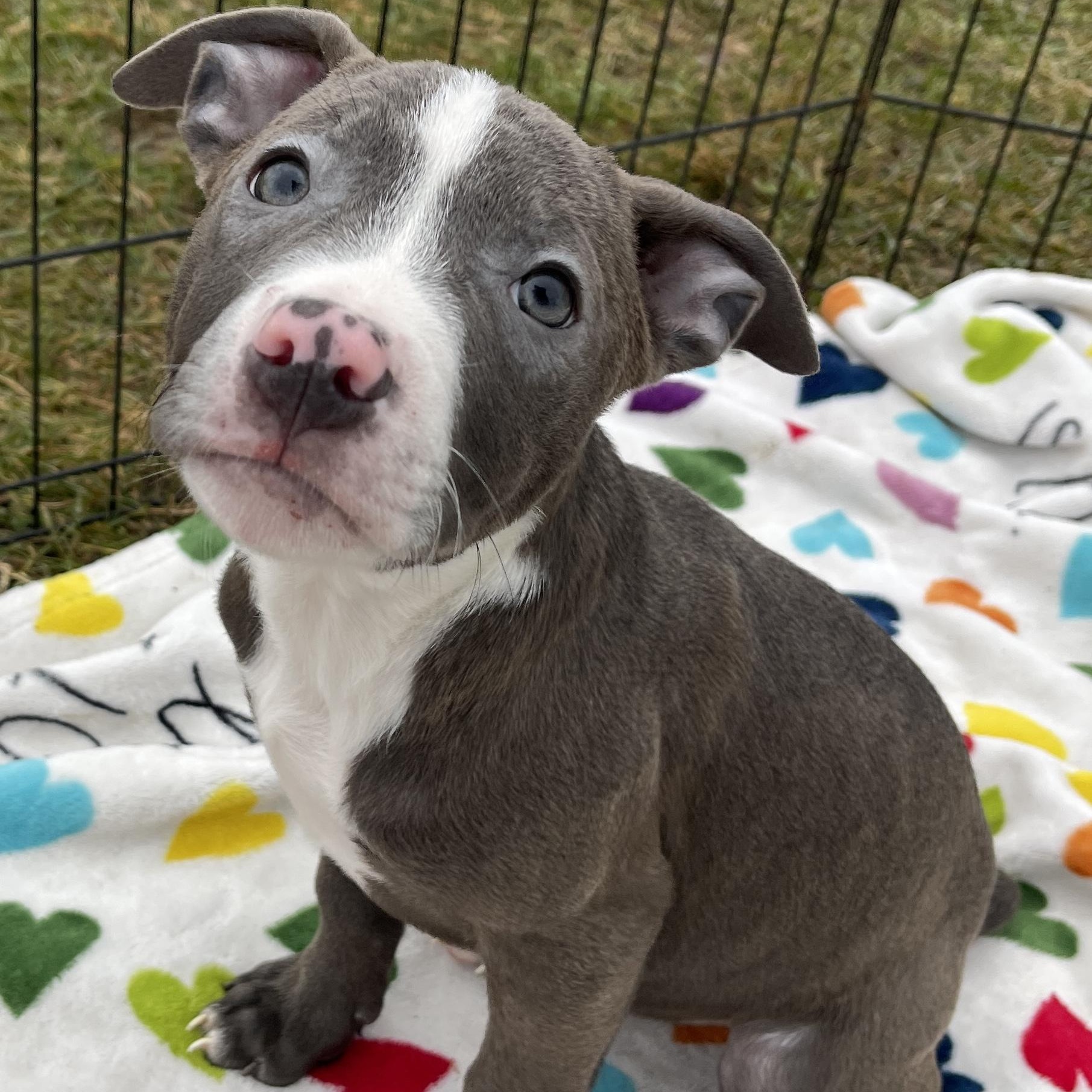Blitzen, adopted, Puppy Male Pit Bull Terrier.