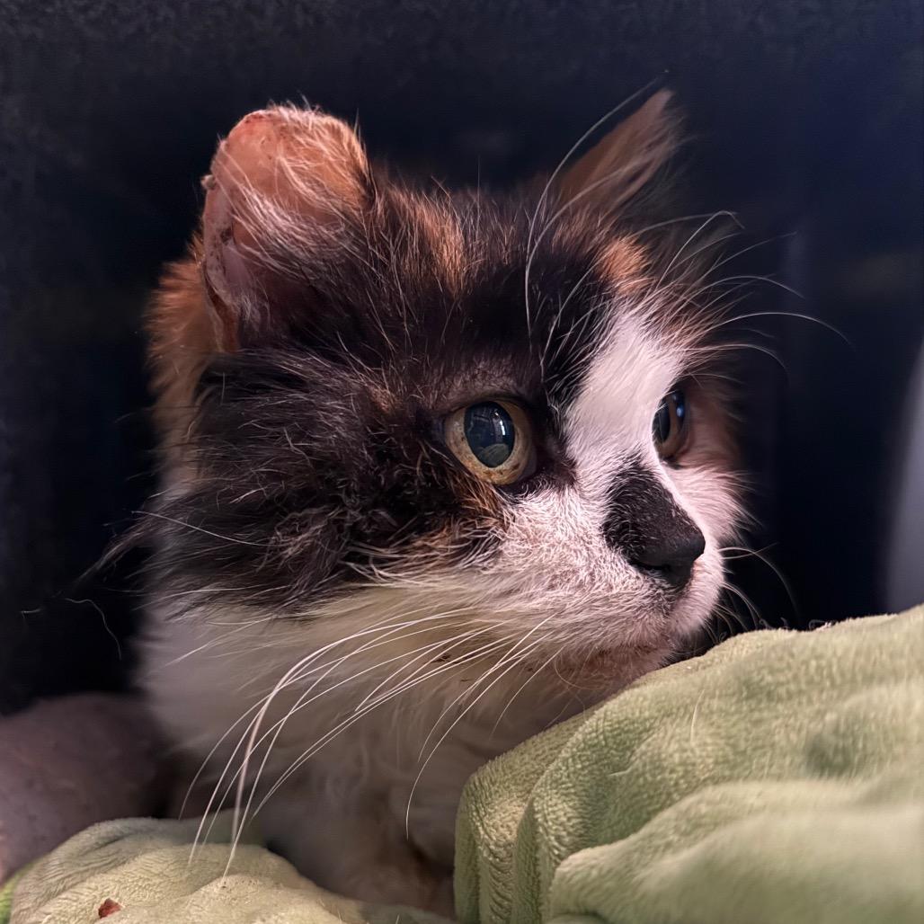 Enlarge Royal, a Adoptable Domestic Medium Hair in Los Angeles, CA image 1/2