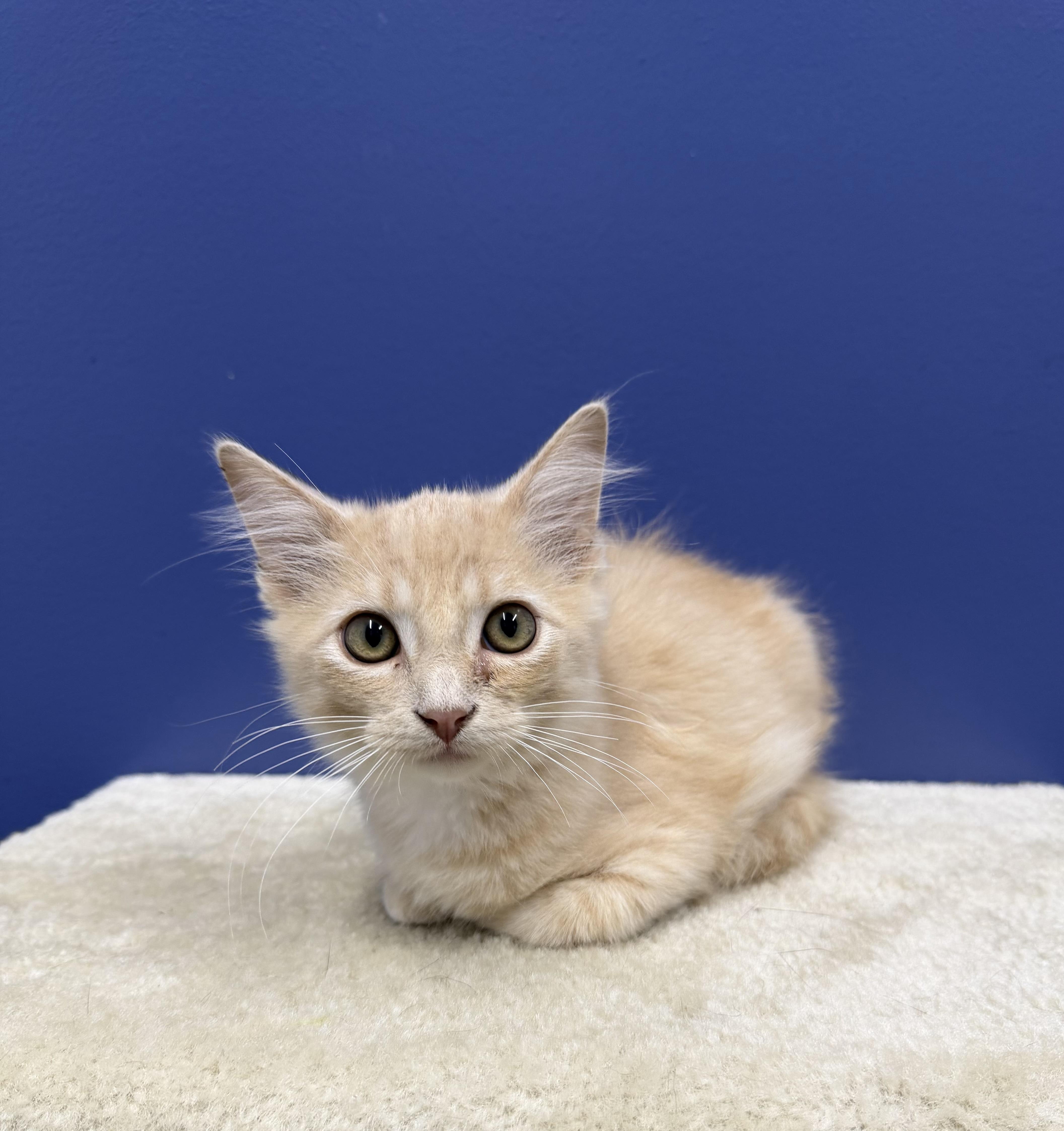 Cheddar, a ADOPTABLE Domestic Medium Hair in High Ridge, MO image 2/2