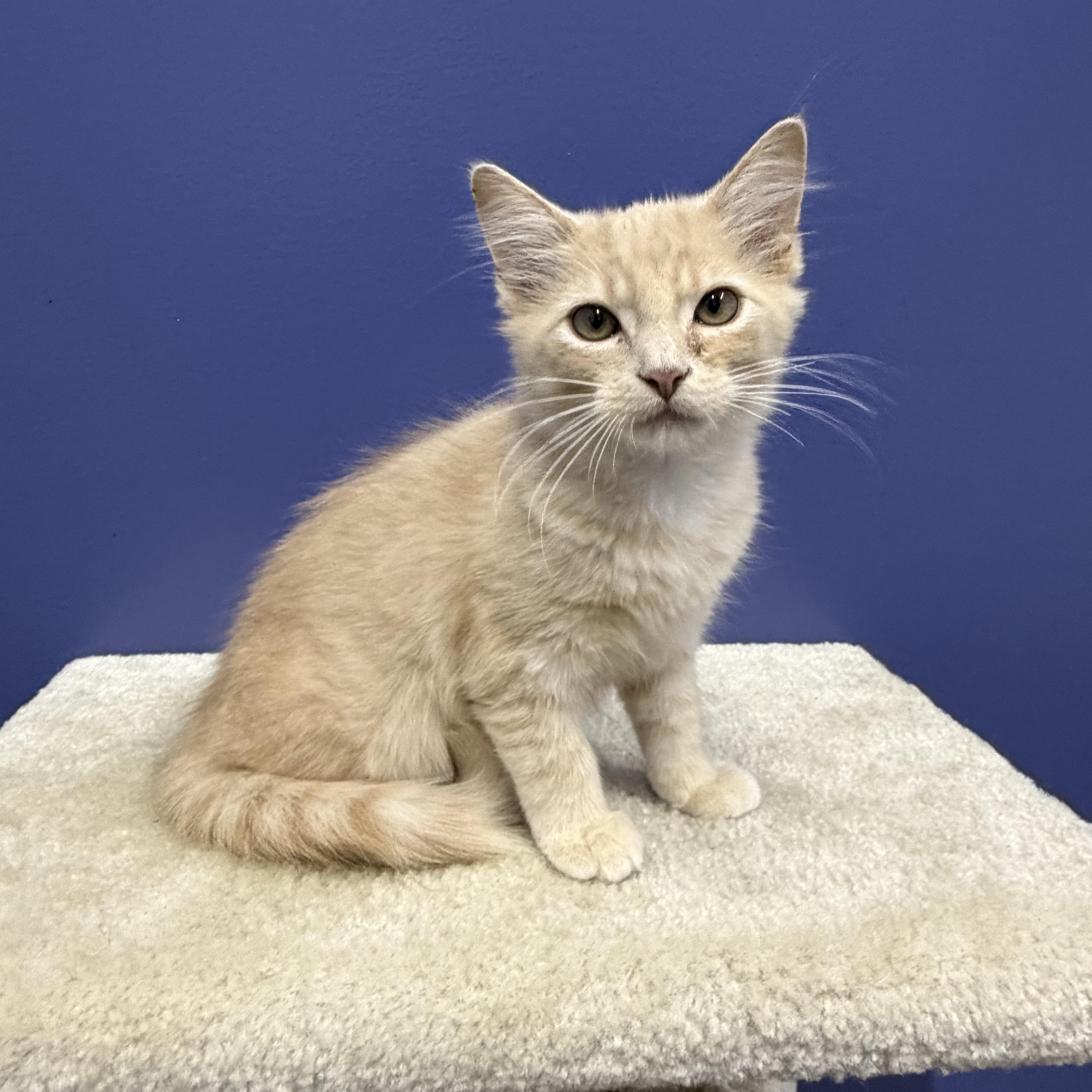 Cheddar, ADOPTABLE, Kitten Male Domestic Medium Hair.