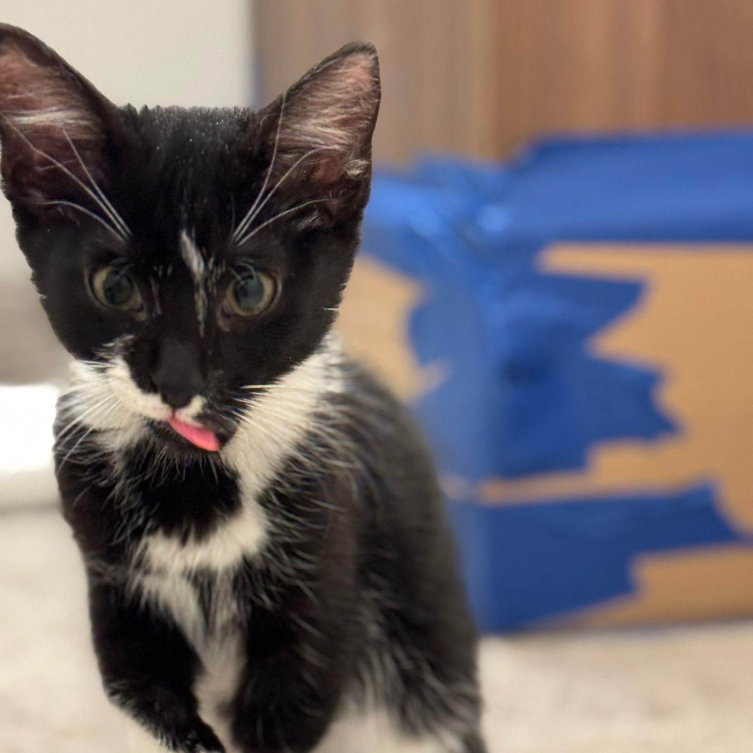 Oreo (bonded with Cookie), a ADOPTABLE mixed breed in Chicago, IL image 4/6