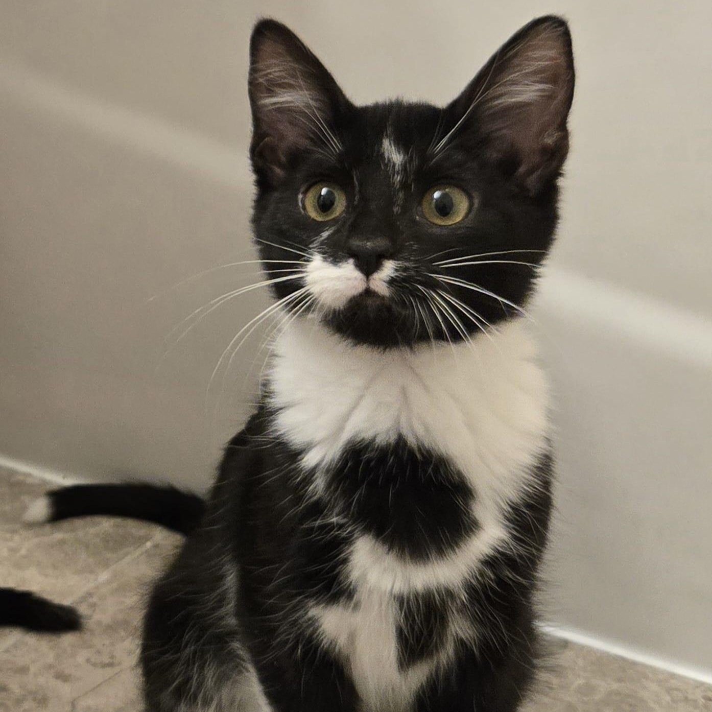 Oreo (bonded with Cookie), ADOPTABLE, Kitten Female Domestic Short Hair.