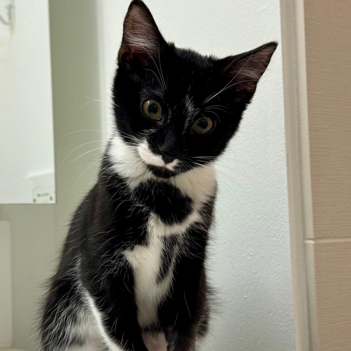 Oreo (bonded with Cookie), a ADOPTABLE mixed breed in Chicago, IL image 3/6