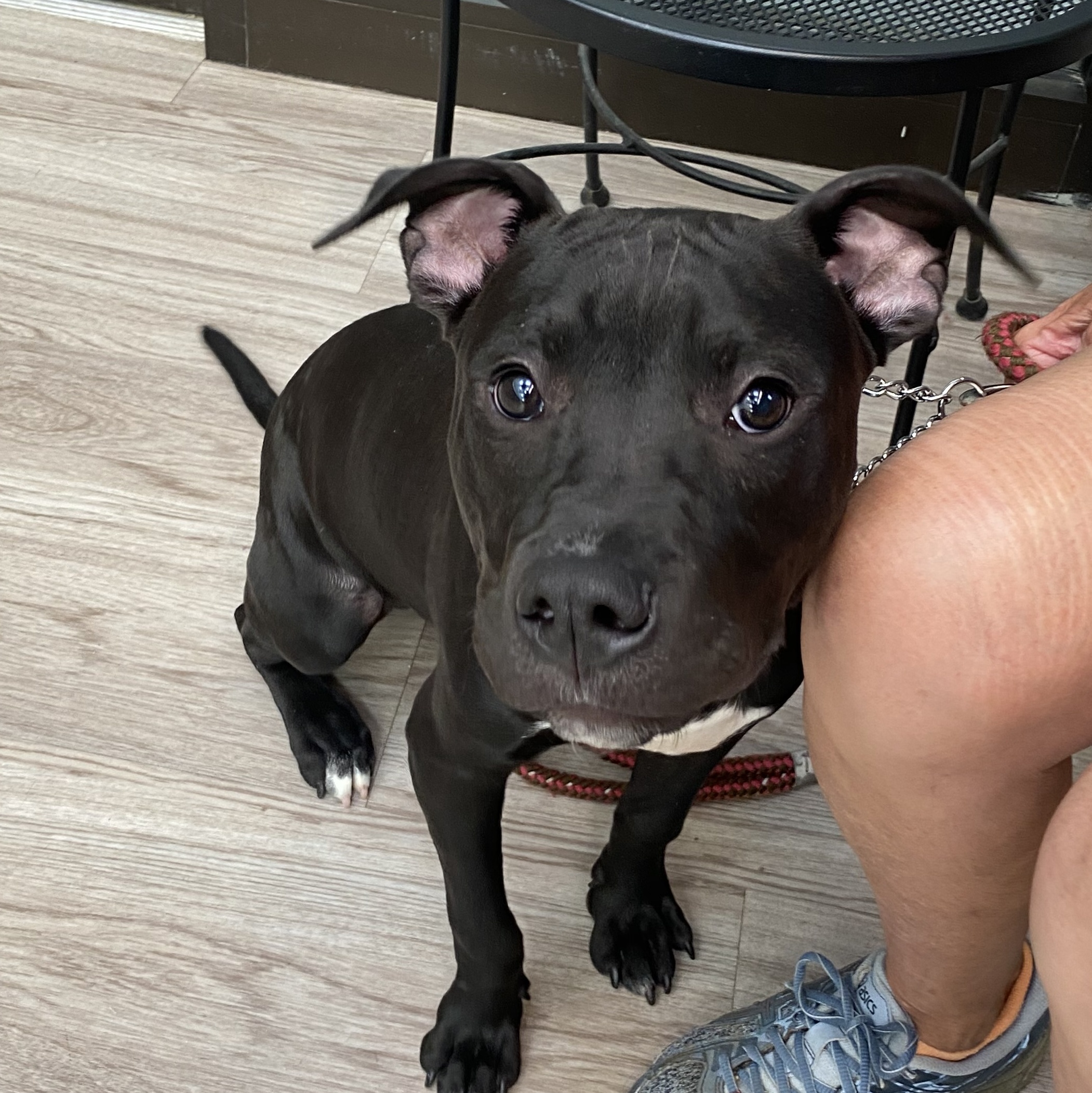 Dog for adoption Ace, a Terrier & Pit Bull Terrier Mix in Elyria, OH