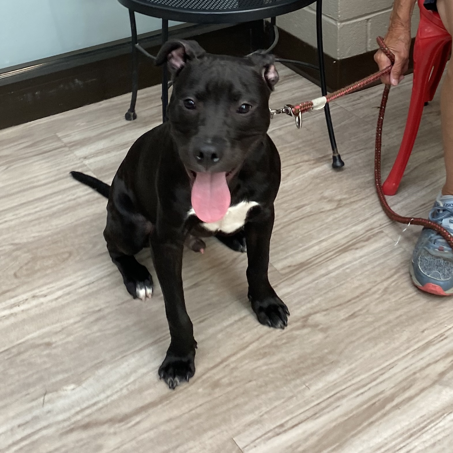 Dog for adoption Ace, a Terrier & Pit Bull Terrier Mix in Elyria, OH