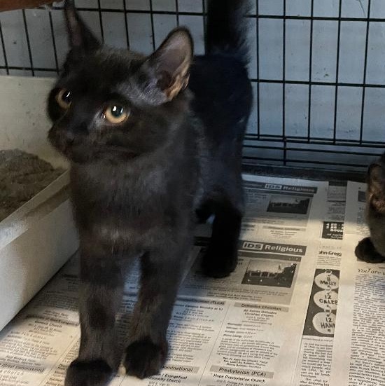 Terra, an adopted Domestic Medium Hair in Spencer, IN image 2/2