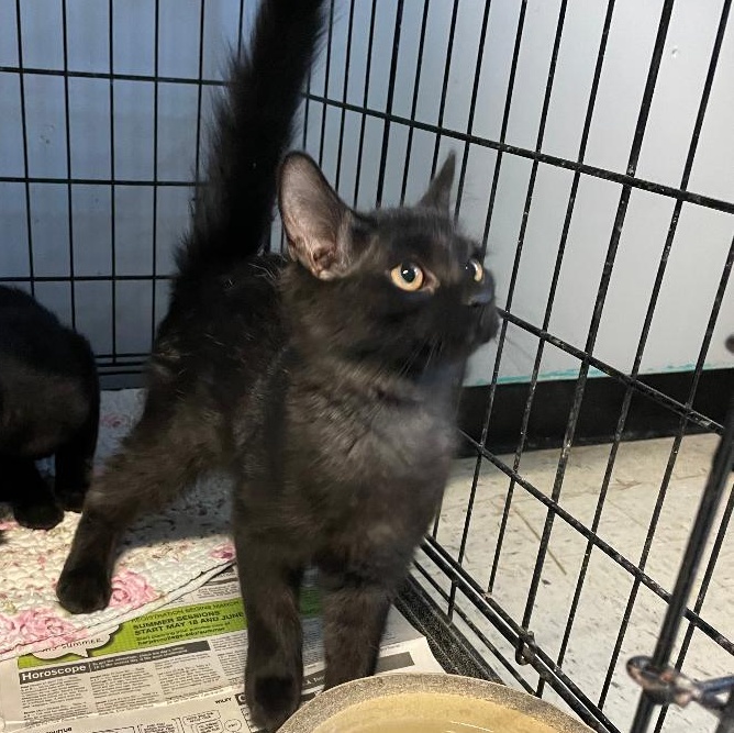 Terra, an adopted Domestic Medium Hair in Spencer, IN image 1/2