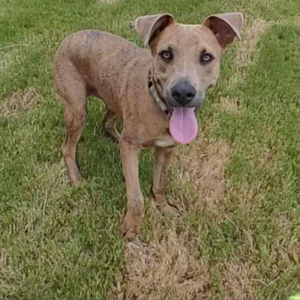 Enlarge Rocky, a Adoptable mixed breed in Kerrville, TX image 1/6